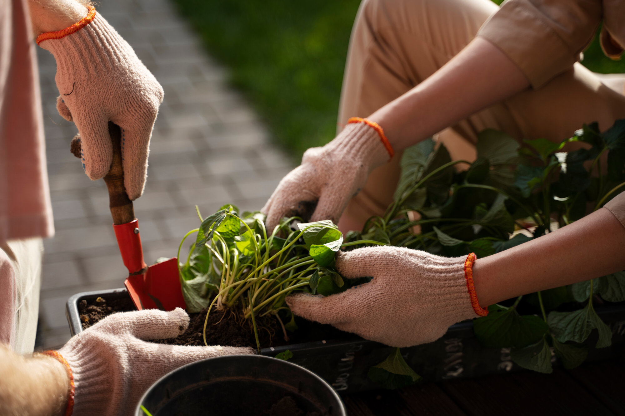 Home-Gardener-Banner-Image-e1724147040145 Daish Irrigation and Fodder Strathalbyn Murray Bridge